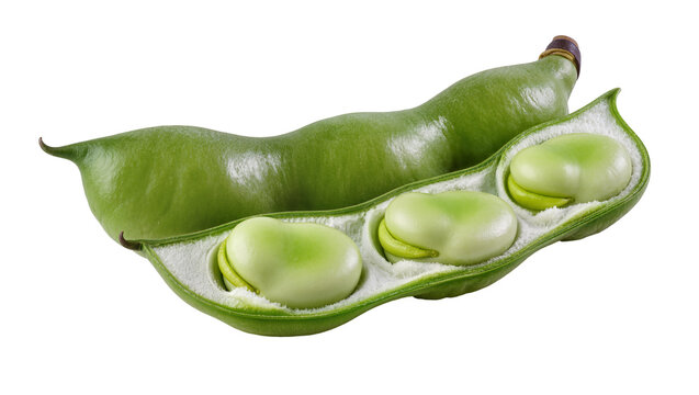 Isolated fresh broad bean pods, one whole and one opened with three fava beans inside