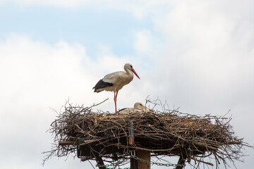 Fototapeta premium Breeding White Stork near the town of Grossen-Linden in Hessia, Germany