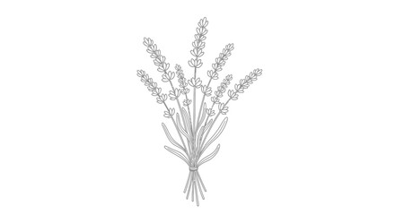 Fototapeta premium Delicate line drawing of a lavender bouquet tied with twine.