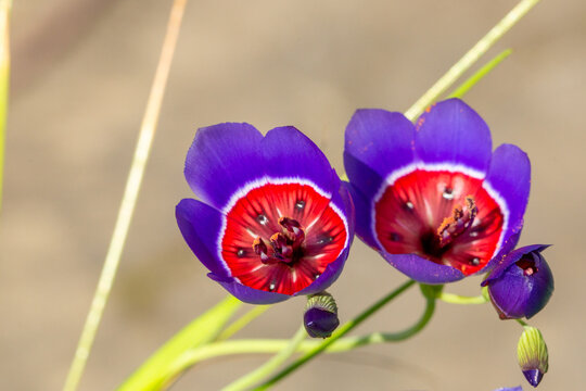 Geissorhiza radians flowering in a german greenhouse