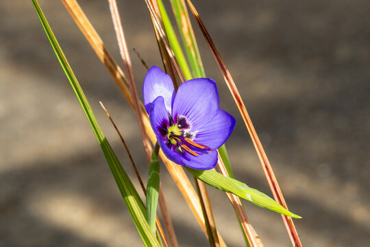 Flowers of Geissorhiza splendidissima, grown in a german greenhouse