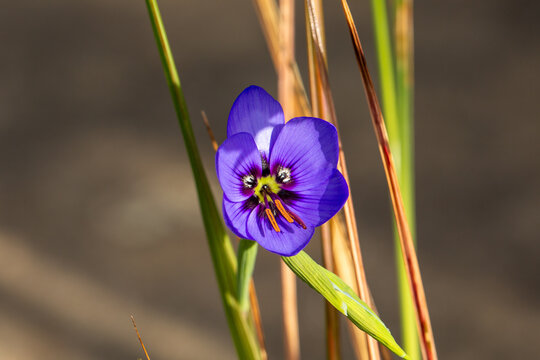 Flowers of Geissorhiza splendidissima, grown in a german greenhouse