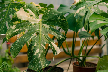 Variegated monstera thai constellation plant showcasing its unique foliage, a popular houseplant growing in a greenhouse, representing plant care, rare botanicals, and home gardening © wifesun