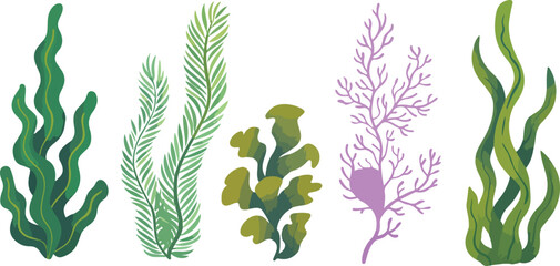 Collection of underwater seaweed and coral vector illustrations featuring colorful ocean plants and aquatic flora for marine life designs aquarium decorations and tropical sea nature branding. © Sonaton