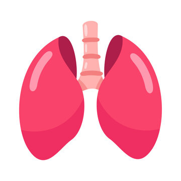 Illustration of Healthy Lungs A Medical Graphic for Health and Wellbeing Education