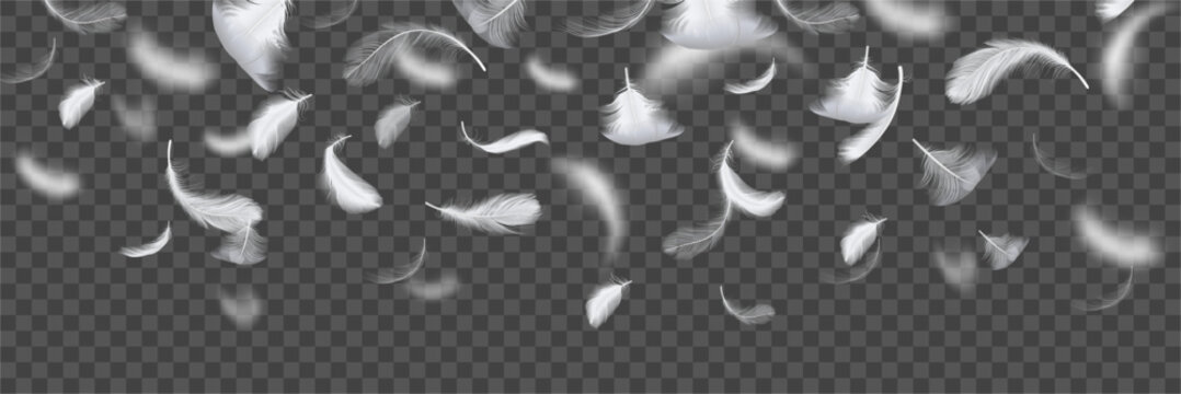 Soft feather falling, floating quills background. Weightless plume drifting through space. Creative surface design. Vector realistic decorative backdrop with tranquil mood and graceful balance