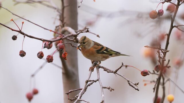 Brambling bird perching and eating berries on tree branch