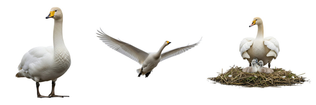 Three white geese on transparent background, one standing, one flying, and one sitting on a nest with goslings