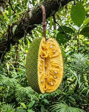 Monkey Jack Fruit (Artocarpus hypargyreus) cut open on tree
