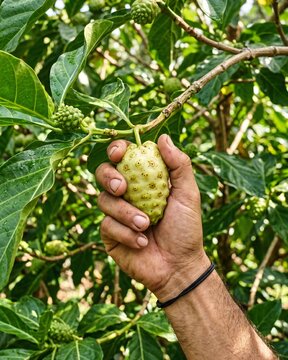 Hand picking noni fruit (Morinda citrifolia)
