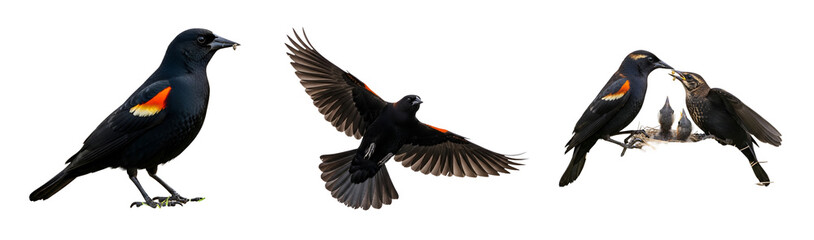 Obraz premium Three red-winged blackbirds in flight on transparent background