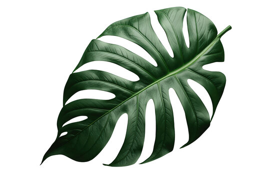 Monstera leaf displaying natural holes and cuts, a tropical foliage design element with transparent background