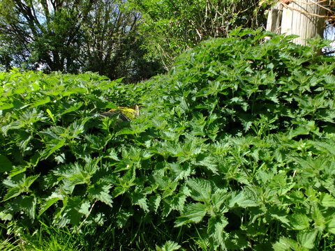 Lots of Stinging Nettle (Urtica dioica) / Common Nettle / Burn Nettle / Nettle Leaf / Stinger / Nettle / Close Up / Green