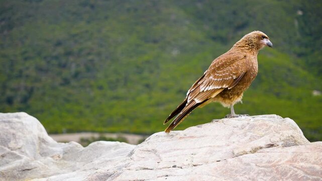 Brown bird of prey, a Chimango Caracara, perching on a light-colored rock with a blurred green mountain landscape in the background, showcasing South American wildlife