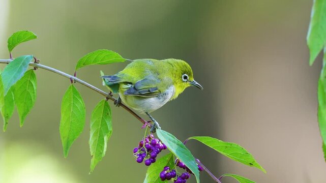 Warbling White-eye eating purple berries and flying from branch