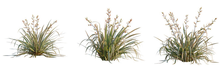 Fototapeta premium Phormium cookianum tricolor tree, elevation, front view, cutout, transparent background, isolate, Golden wheat field with ripe ears, close-up of grain harvest, agriculture, food concept