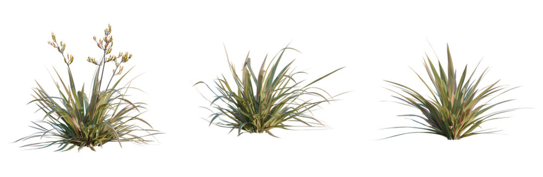 Phormium cookianum tricolor tree, elevation, front view, cutout, transparent background, isolate, Close-up of a lush green grass field with vibrant texture and natural beauty, peaceful scene