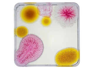 Isolated petri dish displaying vibrant colorful microorganisms and intricate growth patterns © Saoirse
