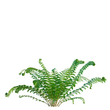Polystichum setiferum tree, elevation, front view, cutout, transparent background, isolate, Fern plant, lush green foliage, detailed leaves, natural texture, spring season, vibrant color, nature