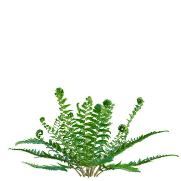 Polystichum setiferum tree, elevation, front view, cutout, transparent background, isolate, Lush green ferns in a forest, detailed nature close-up, vibrant foliage, serene ambiance