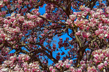 Central Park in spring with flowers in  boom © John Anderson