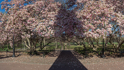 Central Park in spring with flowers in  boom © John Anderson