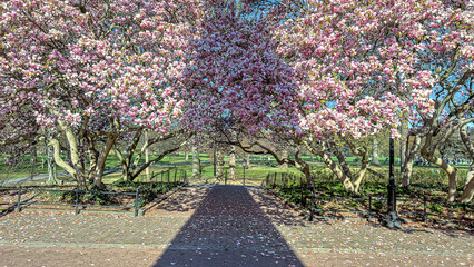 Central Park in spring with flowers in  boom © John Anderson