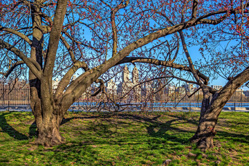 Central Park in spring with flowers in  boom © John Anderson