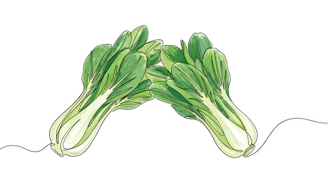 Continuous line drawing of two fresh bok choy cabbages in watercolor.