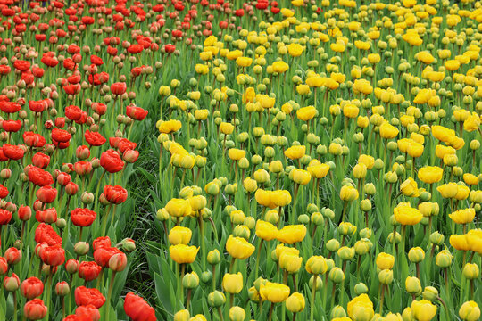 Yellow and red tulips flowers in the park