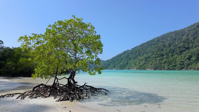 tranquil tropical scene featuring a lonely tree by the shore with clear blue water and lush green mountains in the background, perfect for travel, nature articles, or relaxation themes