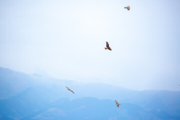 Fototapeta premium A flock of eagles flying over the mountains. Golden eagles in free flight. Wild birds of prey have gathered in a flock and are flying above the ground.