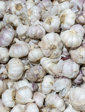 Pile of Fresh Raw Whole Garlic Bulbs