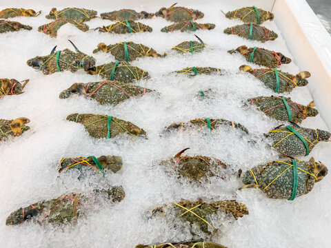 
Fresh Raw Blue Swimming Crabs on Crushed Ice