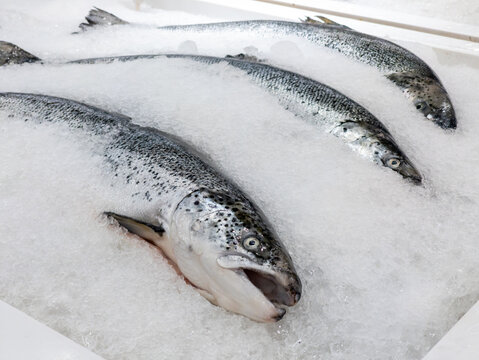 Fresh Whole Raw Salmon on Crushed Ice