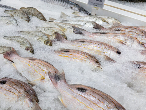 Macro Shot of Fresh Raw Barramundi Fish on Ice Display