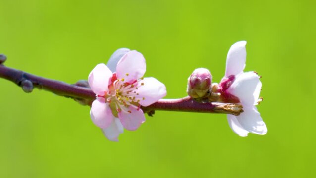 A beautiful spring video of cherry blossoms on a tree
