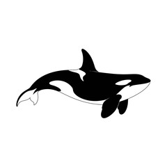 Vector of an orca swimming in the ocean with a color scheme. © Rohi