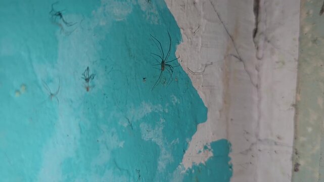 Close-up of a long-legged harvestman spider on a blue and white painted wall