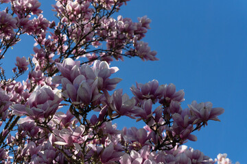 Delicate pink magnolia blossoms unfurl against a vibrant clear blue sky © Taras Chuiko