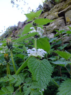 White Dead Nettle (Lamium album) plant / White Flowers / Wild Flower / Edible Plant