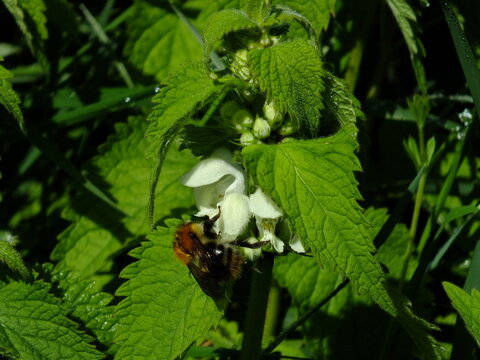 White Dead Nettle (Lamium album) plant / White Flowers / Wild Flower / Edible Plant