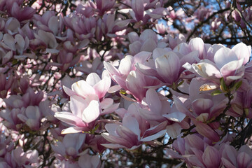 Delicate pink and white magnolia blossoms bloom vibrantly against a clear blue sky © Taras Chuiko
