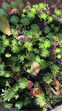 Colony, Azolla, commonly known as mosquito fern or fairy moss, a genus of free-floating aquatic fern, cretae dense, protective mat on water surface.
