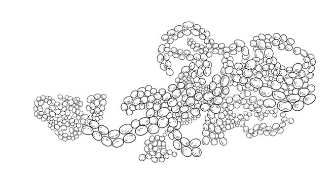 Microscopic view of budding yeast cells is shown in a detailed black and white hand drawn illustration for biological or medical study.