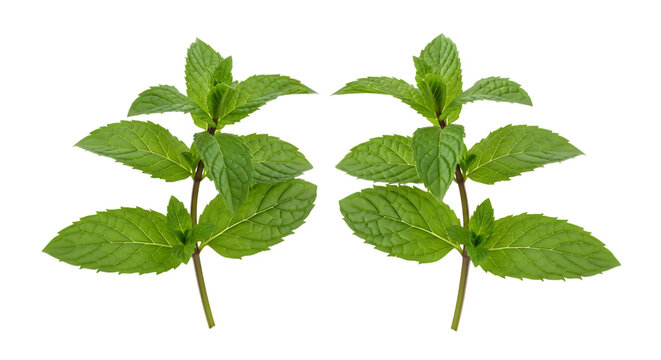 A detailed depiction of young mint plants showcasing their distinct leaf structures and vibrant green foliage