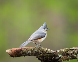 close up of a Tufted Titmouse perched on a stick, showing the tuft, coloring, eye, and beak with a muted soft green distant background © Karen