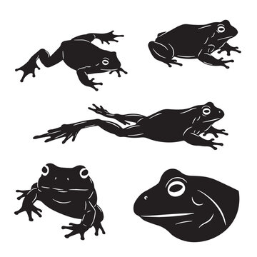 Black Xenopus (African clawed frog) Silhouette Vector, High Quality Illustration on White Background