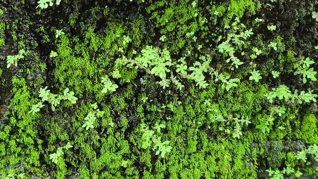 Lush green moss and tiny plants thriving on moist rock wall with flowing water texture