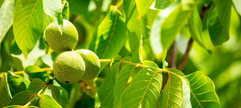 Walnuts ripened on the tree. Walnuts growing on a tree, close-up. Harvest nuts in the garden in autumn.